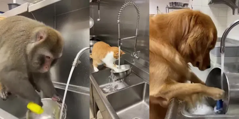 Realistic Animal Dishwashing Phone Videos generated by undefined