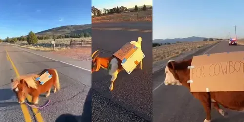 Police Dashcam Funny Farm Animals Moments generated by sora