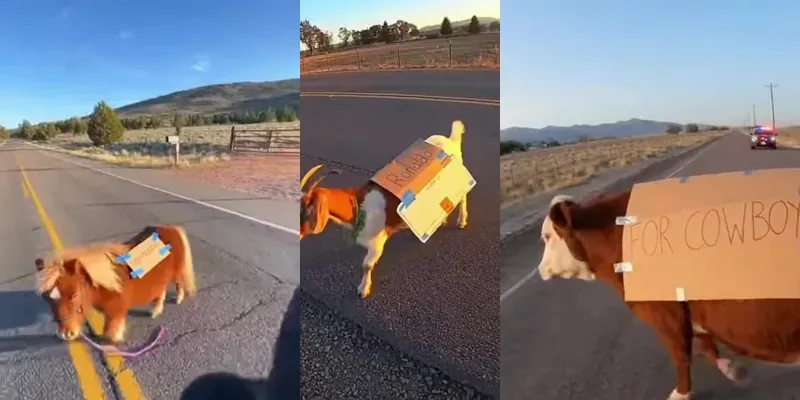 Police Dashcam Funny Farm Animals Moments generated by undefined