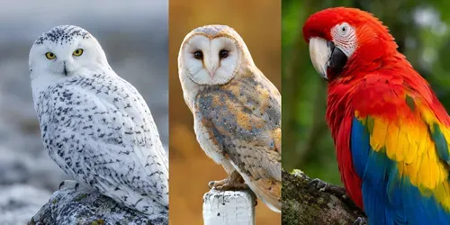 Perched Bird Portraits generated by chatgpt-image