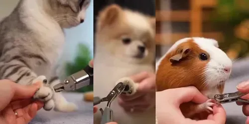 Satisfying Animal Grooming Videos generated by sora
