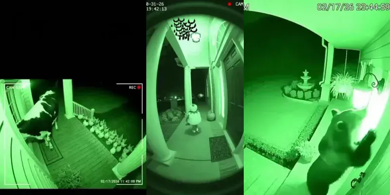 Viral Cctv Doorbell Chaos generated by undefined