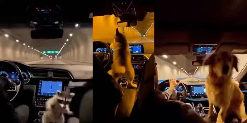 Dancing Animal Cars generated by undefined