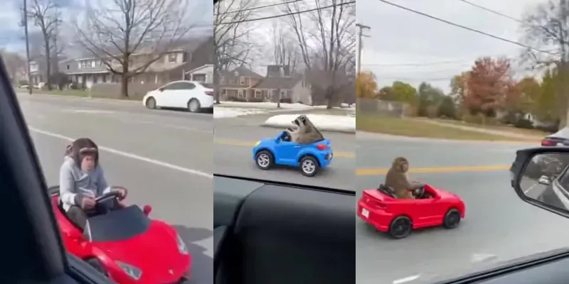Angry Animals Road Rage generated by undefined