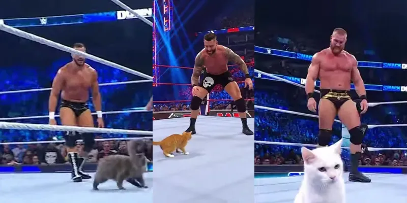 Realistic Cats Win Smackdown Matches generated by undefined