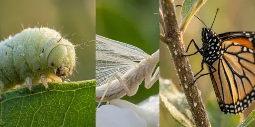 Ultra Macro Insect Generator generated by gemini-image