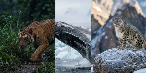 Wildlife Style Photography generated by gemini-image