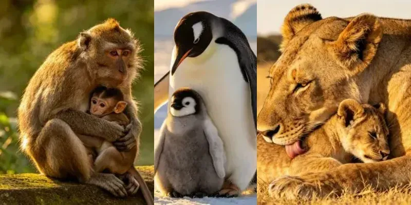 Mother Baby Wildlife Moments