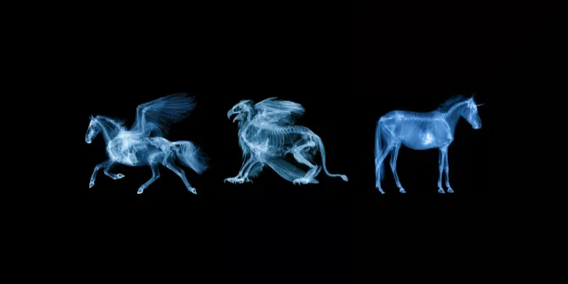 Fantastic Anatomy Xray Generator generated by undefined