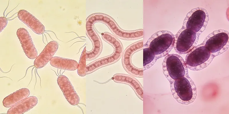 Generate Labaccurate Bacteria Viruses generated by undefined