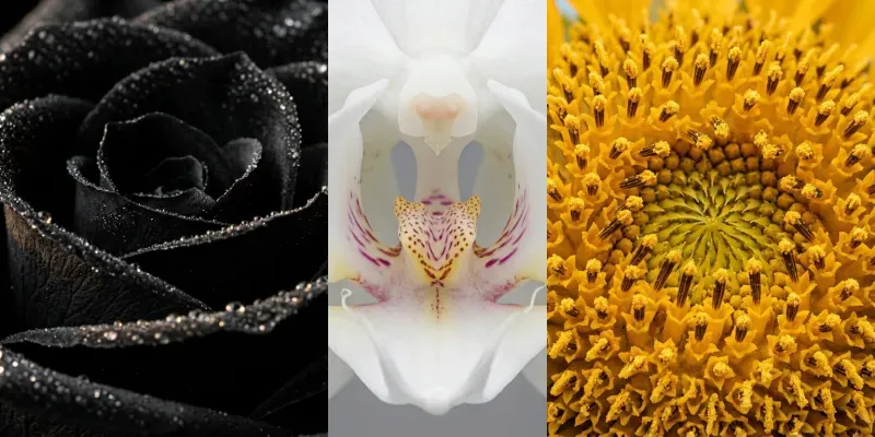 Realistic Flower Closeups generated by undefined