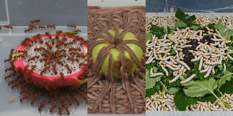 Insect Swarm Timelapse Videos generated by undefined