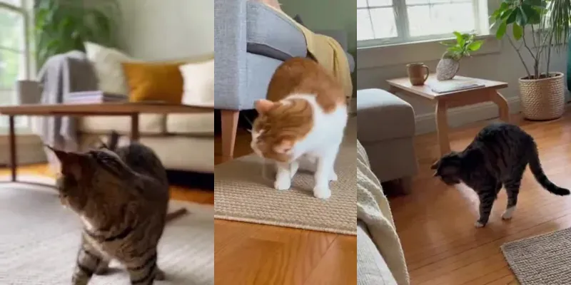 Funny Viral Youtube Cat Video Prompt generated by undefined