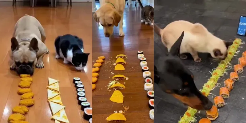 Epic Pet Food Race Phone Clips generated by undefined