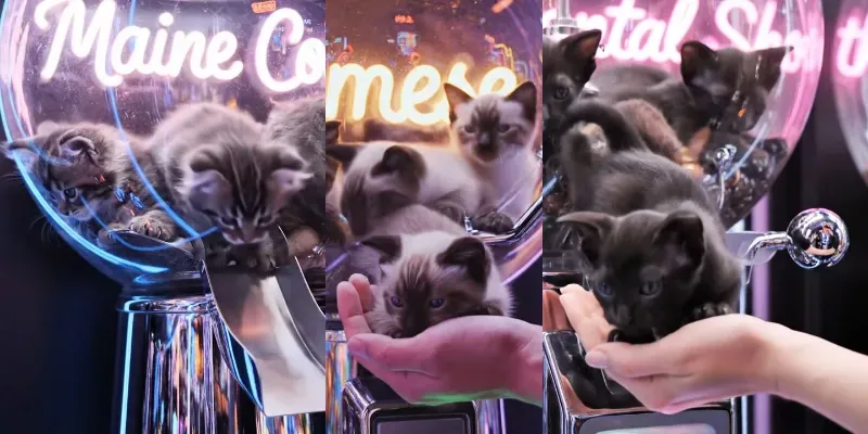 Kittens Gumball Machines generated by undefined