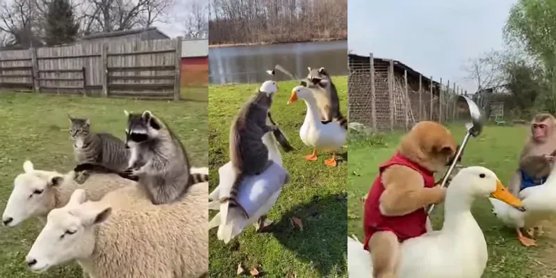 Animal Warriors Chaos generated by undefined