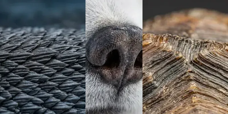 Extreme Macro Wildlife Realism generated by undefined