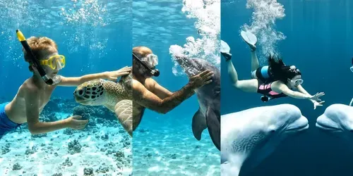 Cinematic Underwater Encounters Videos generated by veo