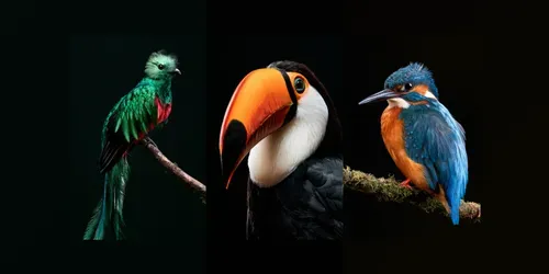 Exotic Bird Portrait Generator generated by midjourney
