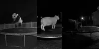 Animals On Trampoline Caught On Camera veo prompt mini thumbnail