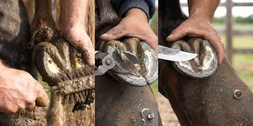 ASMR Farrier Hoof Care Videos generated by veo