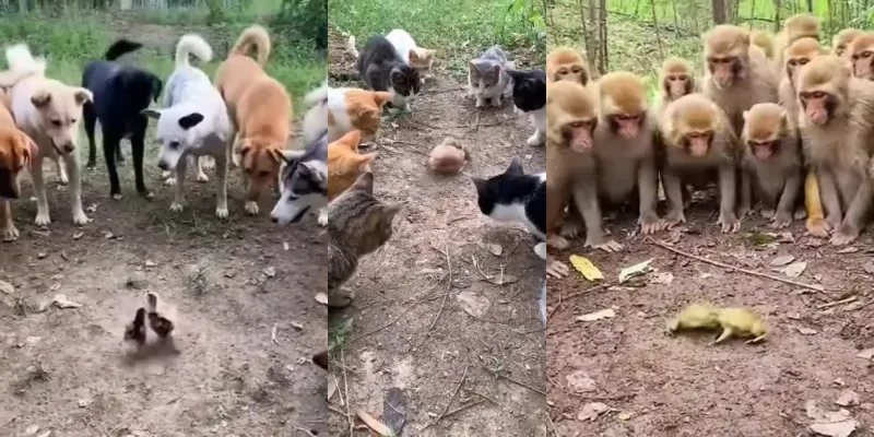 Big Animal Circles Small Animal Fights generated by undefined
