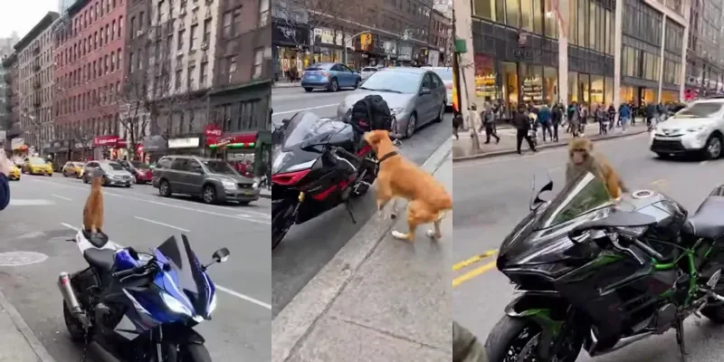 Animals Steal Superbikes generated by undefined