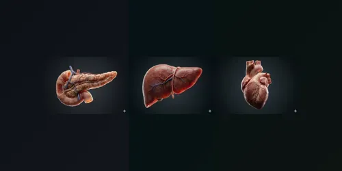 Hyperrealistic Human Anatomy Organs generated by gemini-image