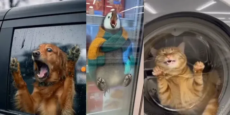 Hyperreal Screaming Animals generated by undefined