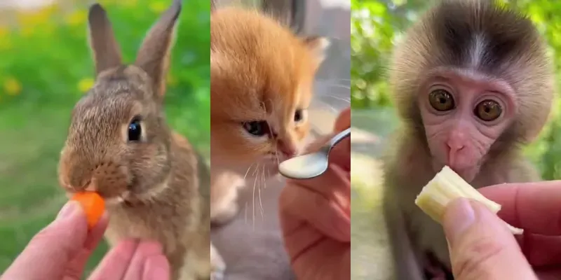 Ultrarealistic Animal Feeding Videos generated by undefined