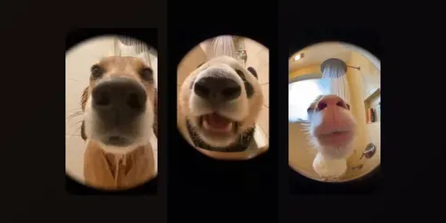 Fisheye Animal Shower Singing Video Clips generated by sora