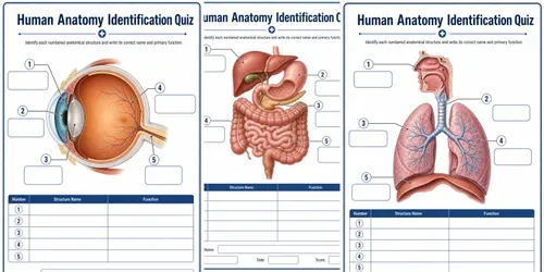 Create Premium Printready Anatomy Works generated by chatgpt-image