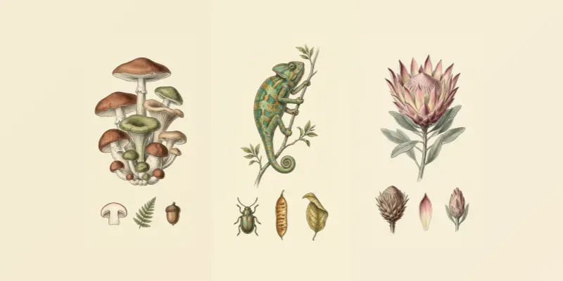 Antique Natural History Lithograph Art