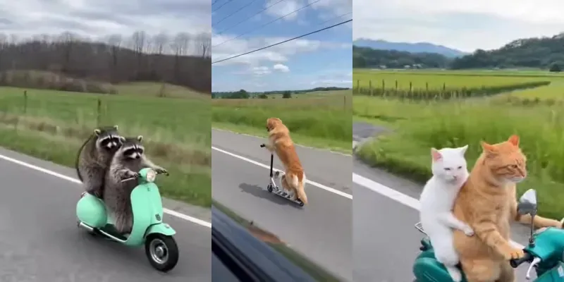 Realistic Animal Scooter Phone Videos generated by undefined