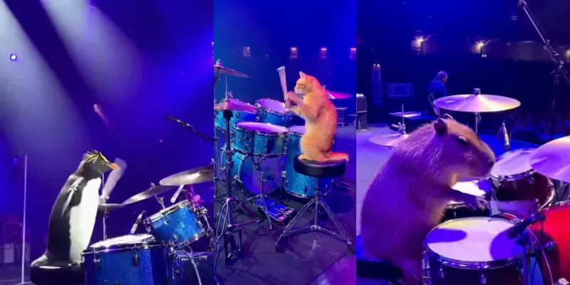 Animal Drummer Concert Footage generated by undefined