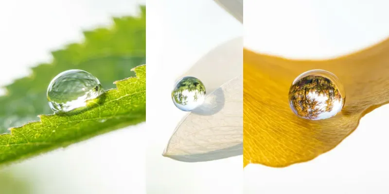 Cute Morning Purities In Macro generated by undefined