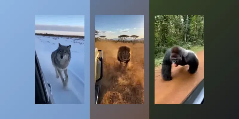 The Wild Animal Reveals generated by undefined