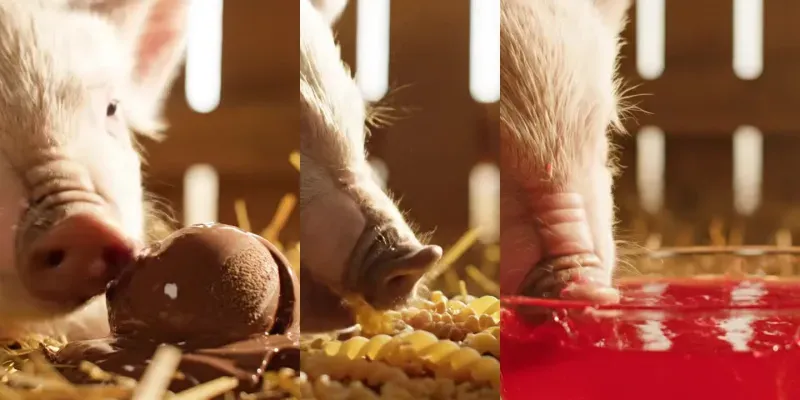 ASMR Videos Animals Eating generated by undefined