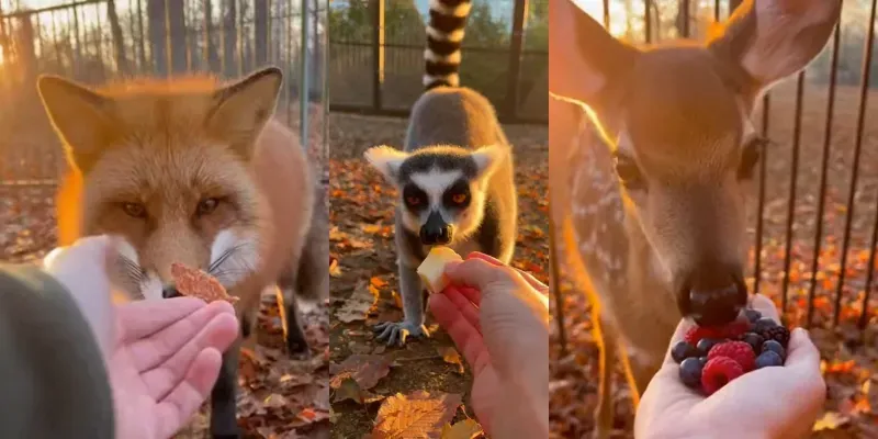 Pov Animal Feedings generated by undefined