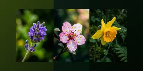 Cinematic Macro Flower Portraits generated by gemini-image