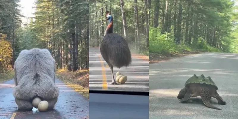 Rare Animals Lay Eggs On The Road generated by undefined