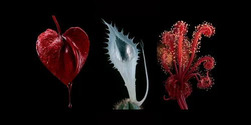 Fantastic Carnivorous Plants Generator generated by midjourney