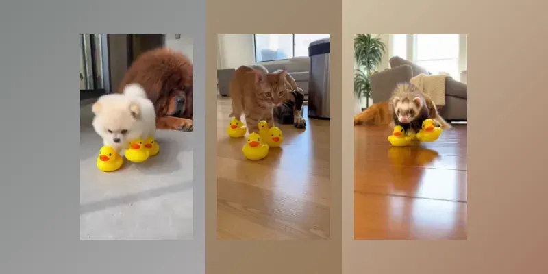 ASMR Duckstep Animal Dramas generated by undefined